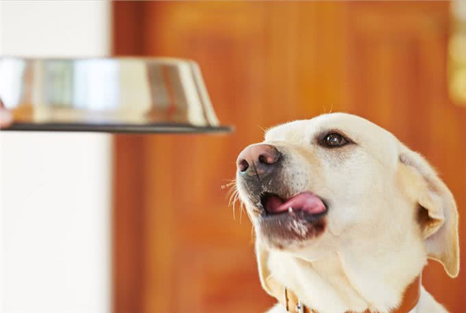 狗狗吃了对身体有益的几种食物，好吃还很营养