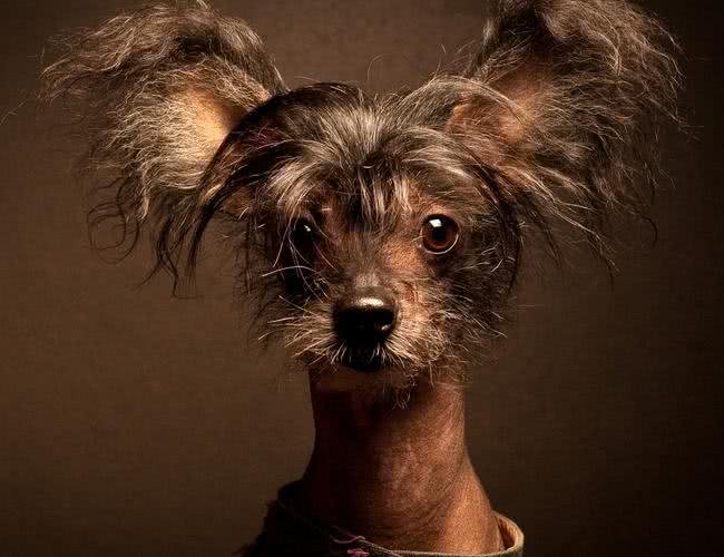 中国冠毛犬:我坚信总会有人能欣赏我的美