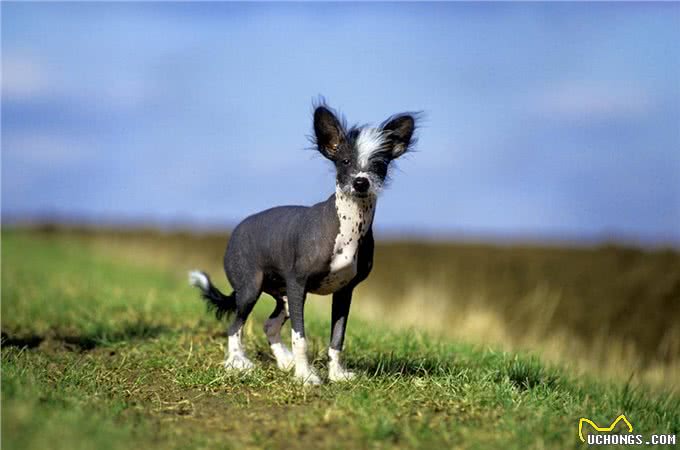 中国冠毛犬:我坚信总会有人能欣赏我的美