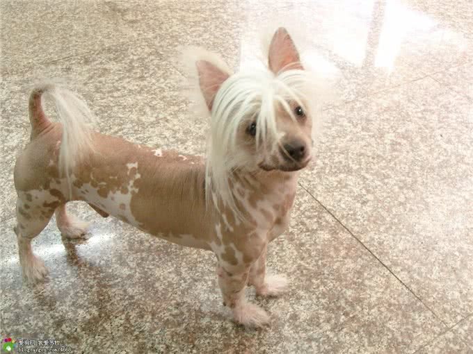 中国冠毛犬:我坚信总会有人能欣赏我的美