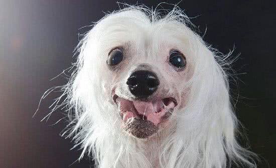 中国冠毛犬:我坚信总会有人能欣赏我的美