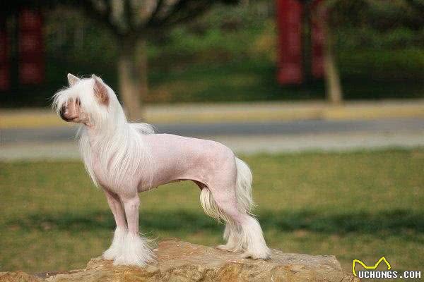 中国冠毛犬:我坚信总会有人能欣赏我的美