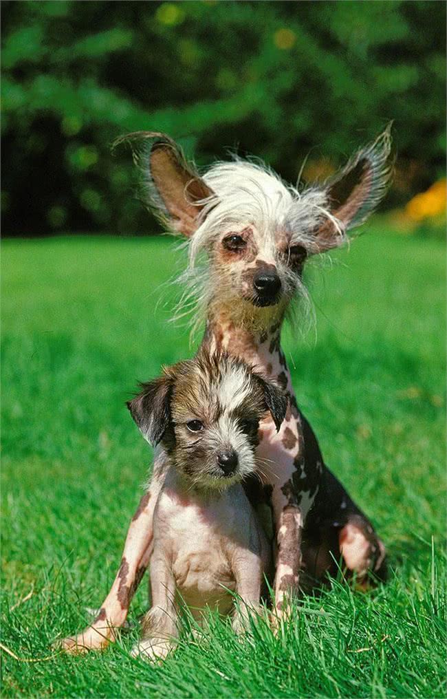 中国冠毛犬:我坚信总会有人能欣赏我的美