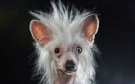 中国冠毛犬:我坚信总会有人能欣赏我的美