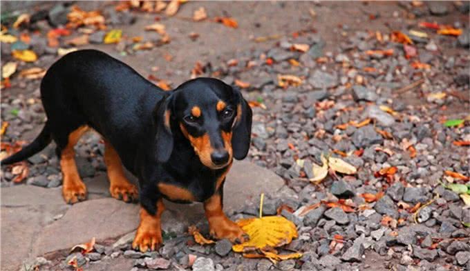 有人知道獾狗吗?它真名是腊肠犬呀，快来看看吧