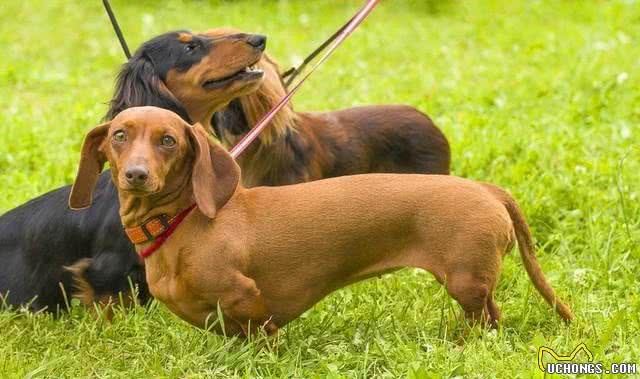 有人知道獾狗吗?它真名是腊肠犬呀，快来看看吧