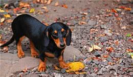 有人知道獾狗吗?它真名是腊肠犬呀，快来看看吧