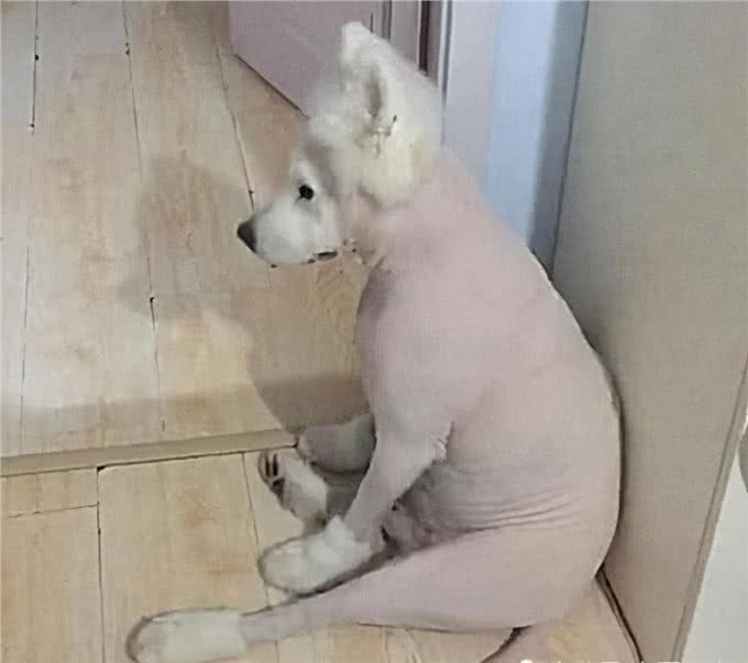 为了家里干净，主人带萨摩去剃光了毛发，隔天去看时有些心疼了