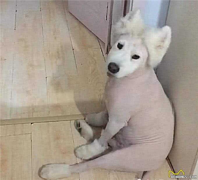 为了家里干净，主人带萨摩去剃光了毛发，隔天去看时有些心疼了