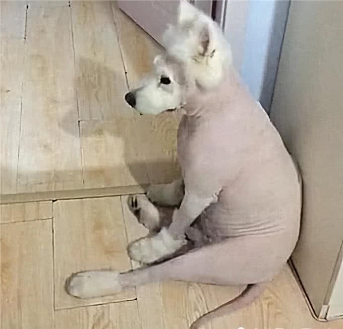 为了家里干净，主人带萨摩去剃光了毛发，隔天去看时有些心疼了