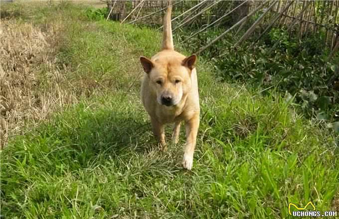 田园犬与宠物犬，有什么区别?