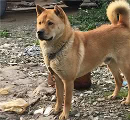 田园犬与宠物犬，有什么区别?