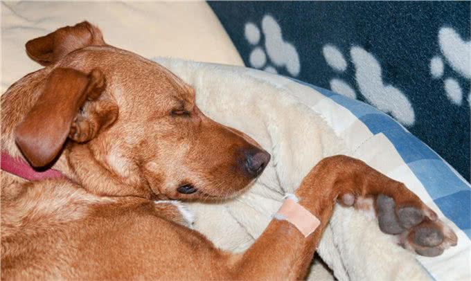 犬类细小病毒翻肠子的症状，及时治疗是能否生存的关键!