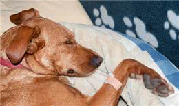 犬类细小病毒翻肠子的症状，及时治疗是能否生存的关键!