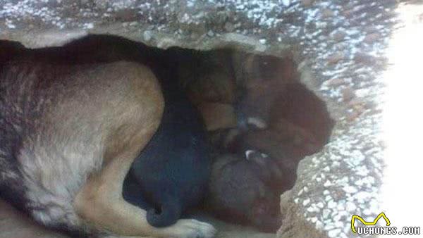 狗狗在墓园里筑窝产仔，得到消息家人找过来失声痛哭