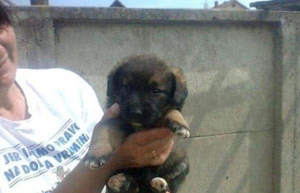 狗狗在墓园里筑窝产仔，得到消息家人找过来失声痛哭