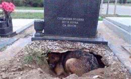 狗狗在墓园里筑窝产仔，得到消息家人找过来失声痛哭