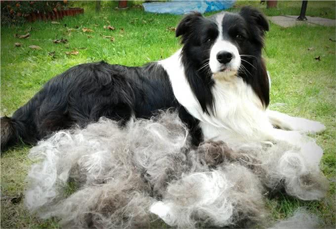 边境牧羊犬世界犬种智商排行第一名