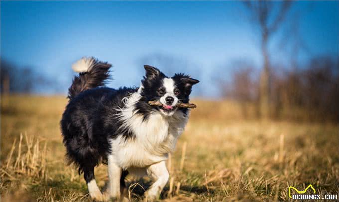 边境牧羊犬世界犬种智商排行第一名