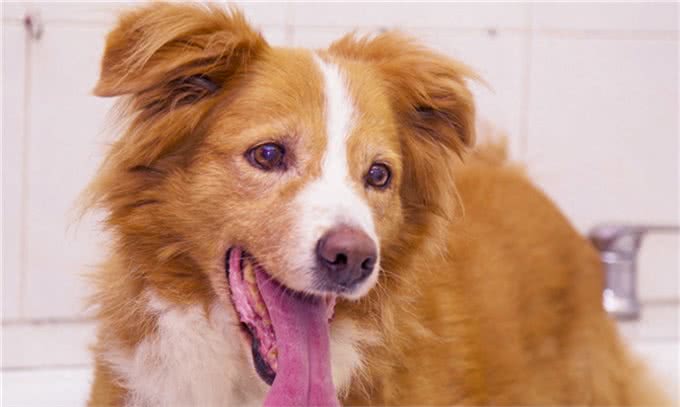 边境牧羊犬世界犬种智商排行第一名