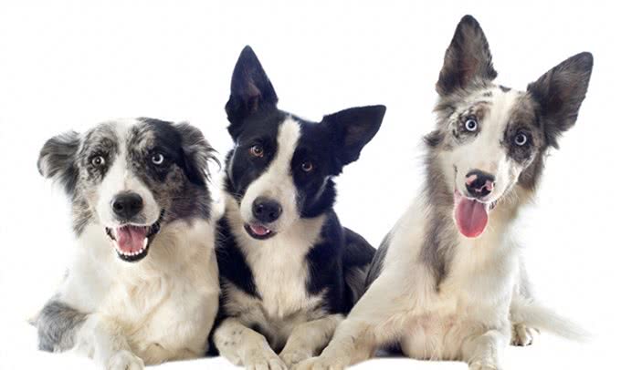 边境牧羊犬世界犬种智商排行第一名