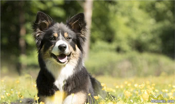 边境牧羊犬世界犬种智商排行第一名