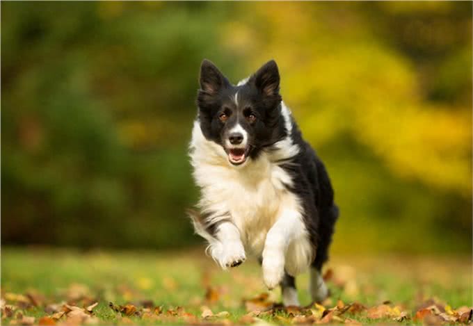 边境牧羊犬世界犬种智商排行第一名