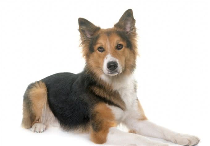 边境牧羊犬世界犬种智商排行第一名