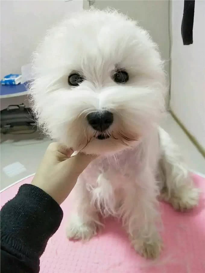 关于西高地白梗