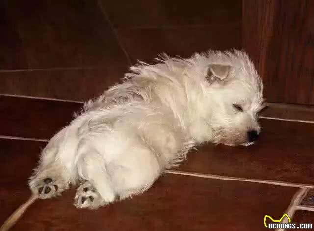 关于西高地白梗