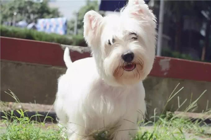 关于西高地白梗