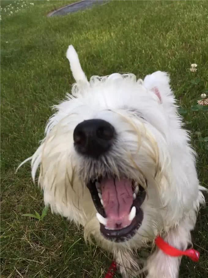 关于西高地白梗