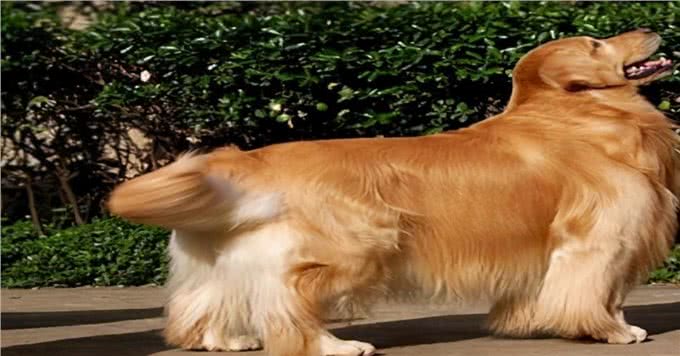 如何才能让金毛变得更美呢?要从饮食入手，快来看看吧