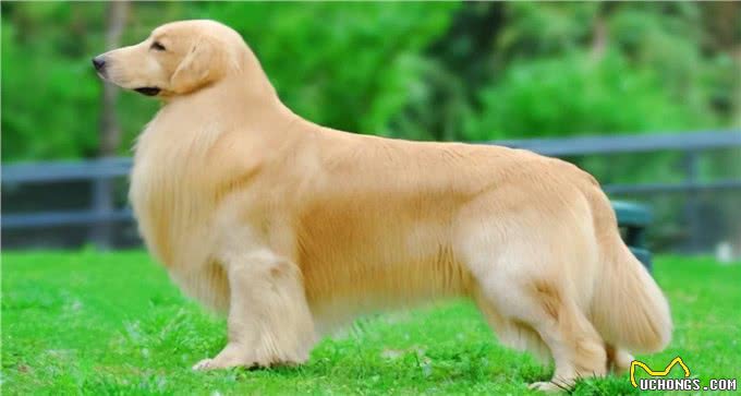 如何才能让金毛变得更美呢?要从饮食入手，快来看看吧