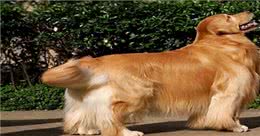 如何才能让金毛变得更美呢?要从饮食入手，快来看看吧