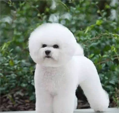 奔跑的棉花糖!狗姐的犬种小科普之萌化人的比熊犬!