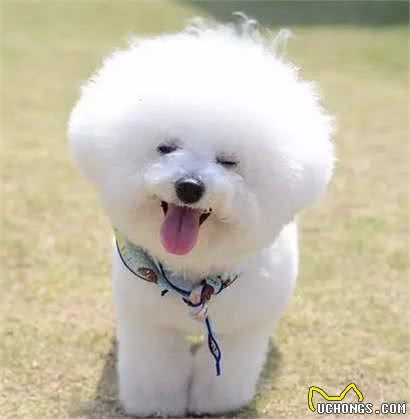 奔跑的棉花糖!狗姐的犬种小科普之萌化人的比熊犬!