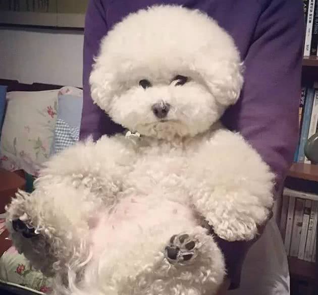 奔跑的棉花糖!狗姐的犬种小科普之萌化人的比熊犬!