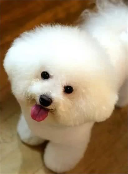 奔跑的棉花糖!狗姐的犬种小科普之萌化人的比熊犬!