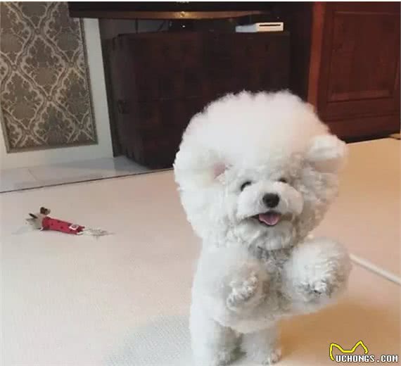 奔跑的棉花糖!狗姐的犬种小科普之萌化人的比熊犬!