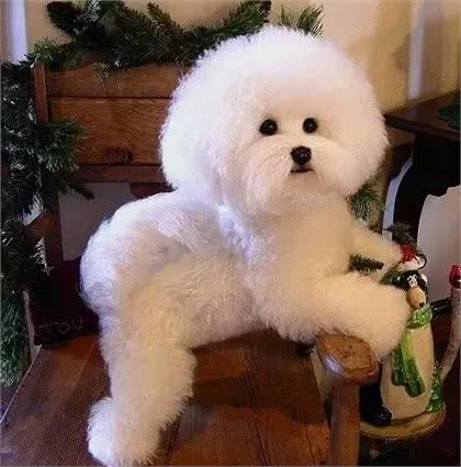 奔跑的棉花糖!狗姐的犬种小科普之萌化人的比熊犬!