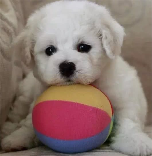 奔跑的棉花糖!狗姐的犬种小科普之萌化人的比熊犬!