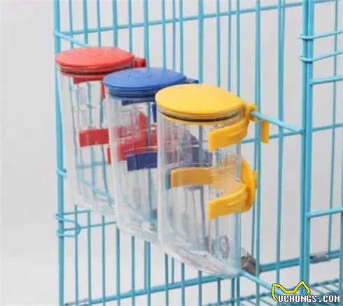 奔跑的棉花糖!狗姐的犬种小科普之萌化人的比熊犬!