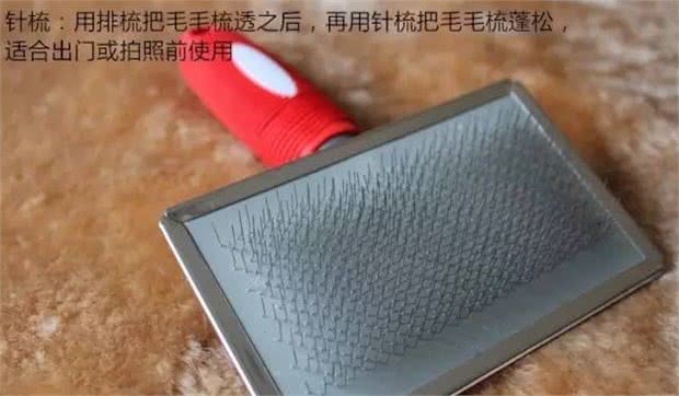 奔跑的棉花糖!狗姐的犬种小科普之萌化人的比熊犬!