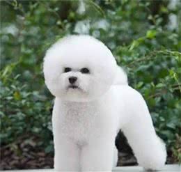 奔跑的棉花糖!狗姐的犬种小科普之萌化人的比熊犬!