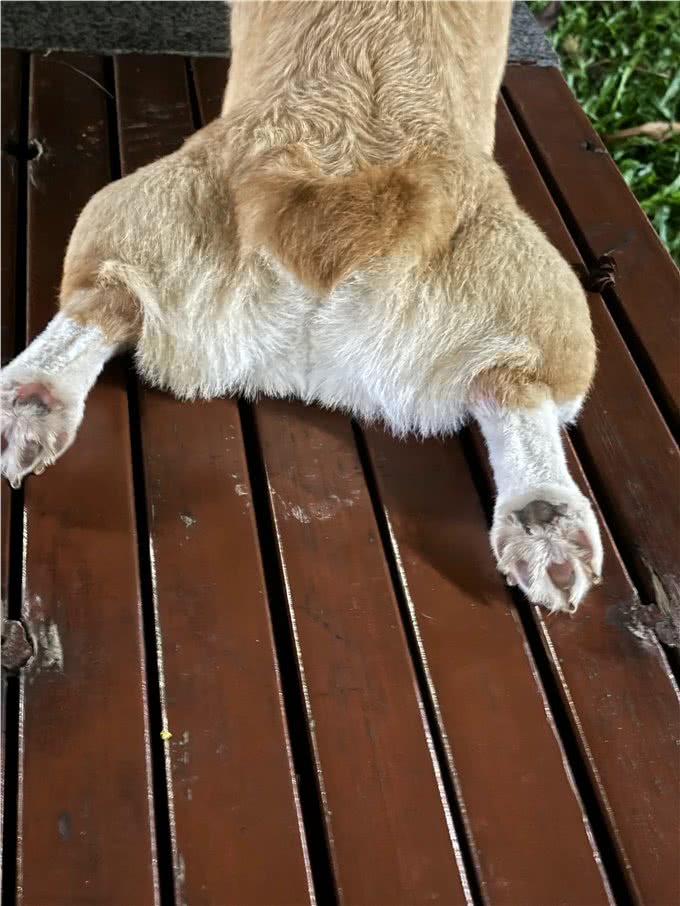 狗狗的体重需要控制吗?