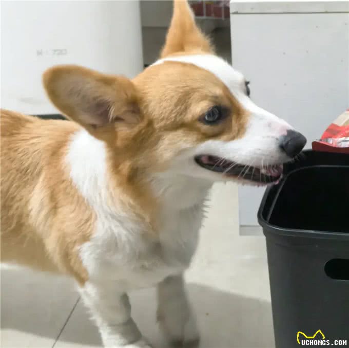 狗狗的体重需要控制吗?