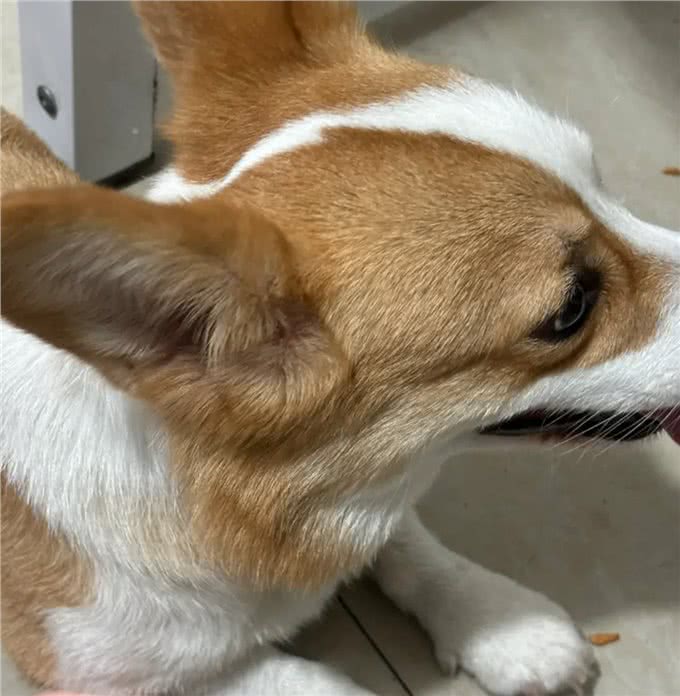 狗狗的体重需要控制吗?