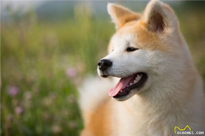 秋田犬毛发又硬又粗