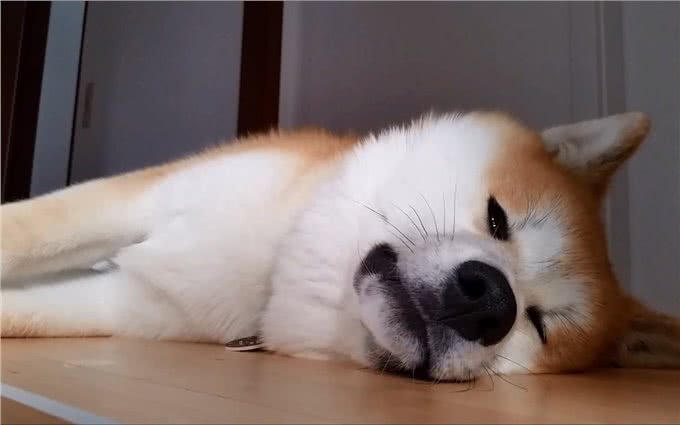 秋田犬毛发又硬又粗